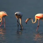 Le Saline Frühstückspension Cervia