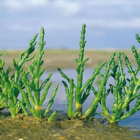 Le Saline Bed & Breakfast