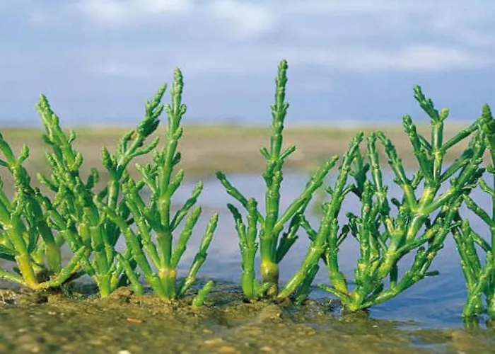 Le Saline לינה וארוחת בוקר