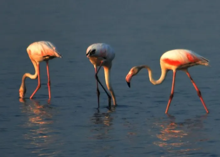 Le Saline Oda ve Kahvaltı Cervia