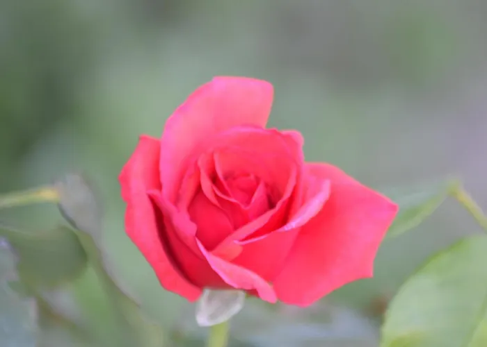 Le Saline Bed & Breakfast Cervia